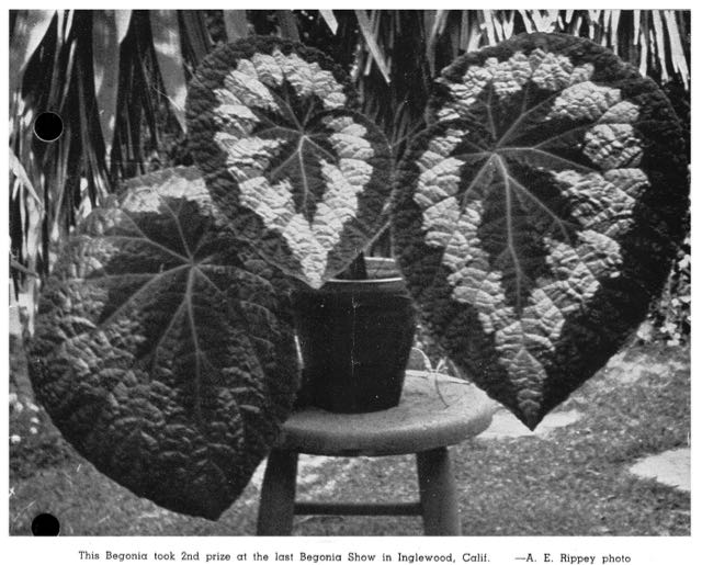 B. ‘Magnifica’